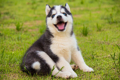 Portrait of dog on grass