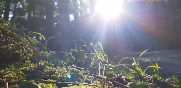 Sunlight streaming through trees in forest