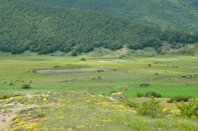 Scenic view of agricultural field