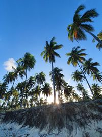 Low angle view of coconut palm trees against clear sky