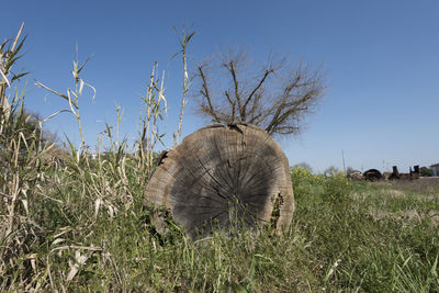 View of sheep grazing on field against sky