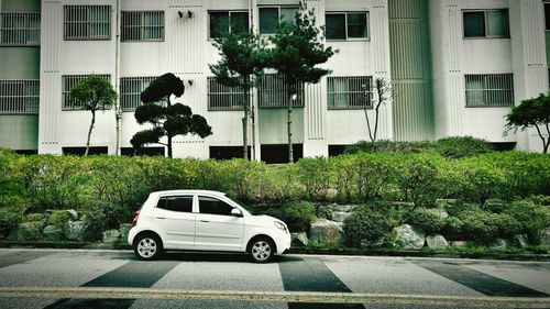 Plants on road