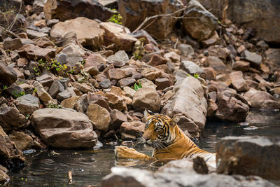 View of snake drinking water from rock