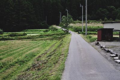 Country road along trees