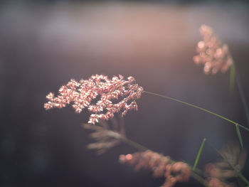 Close-up of flowering plant