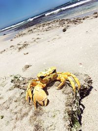 Close-up of crab on beach