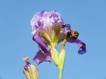 Close-up of purple flowering plant against clear blue sky