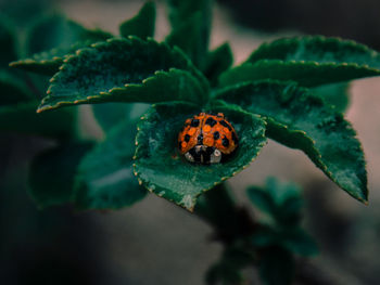 Close-up of ladybug on leaf