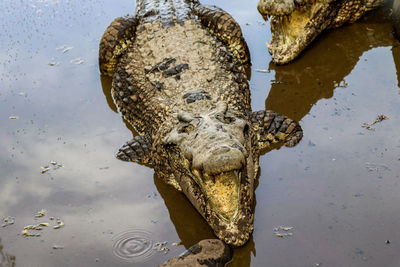 High angle view of crocodile in lake