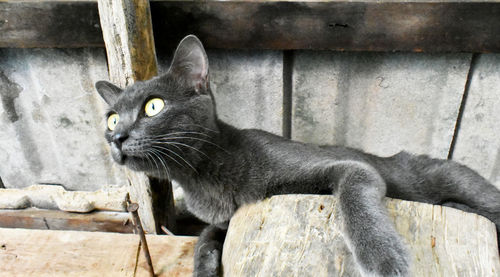 Close-up portrait of a cat looking away