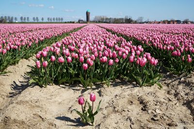 Pink tulips growing on field