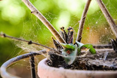 Close-up of spider on web