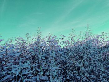 Low angle view of plants on field against blue sky