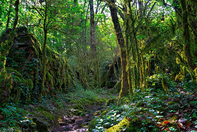 Trees growing in forest