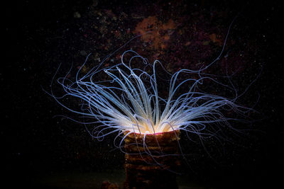 Glowing tube dwelling anemone located in dark black water of clean sea