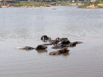 High angle view of ducks swimming on lake