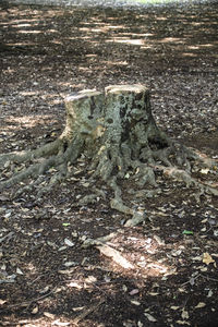 High angle view of tree trunk on field