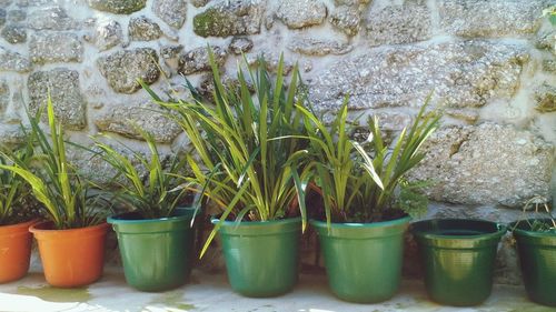 Potted plants in greenhouse