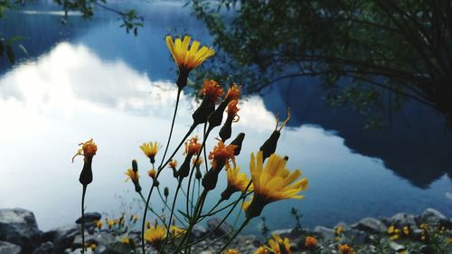 Close-up of flowers against blurred background