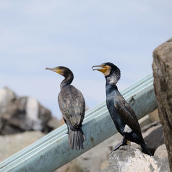 Birds perching on rock