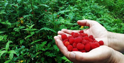 Midsection of person holding strawberries