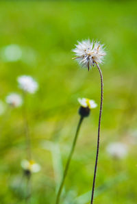 Close-up of white dandelion flower