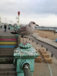 Close-up of seagull perching on railing against sea