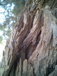 Close-up of tree trunk