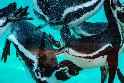 High angle view of fish swimming in sea