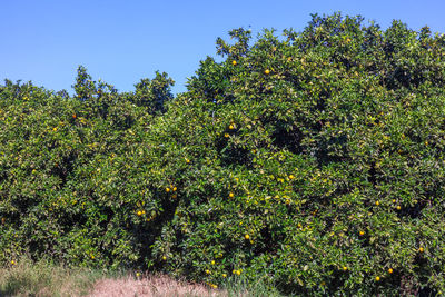 Plants against clear sky