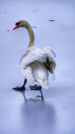 Swan swimming in lake