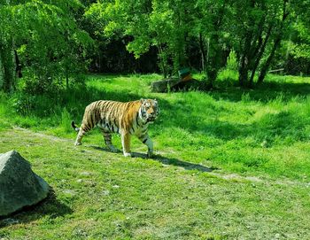 Tiger by trees