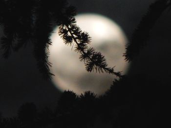 Low angle view of silhouette trees against sky