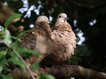 Low angle view of bird perching on branch