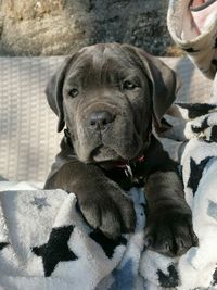 Close-up portrait of dog relaxing outdoors