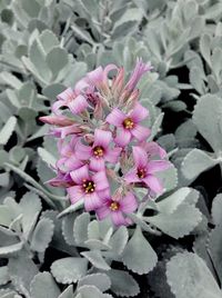 Close-up of pink flowers