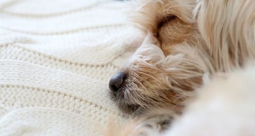 Close-up of a dog