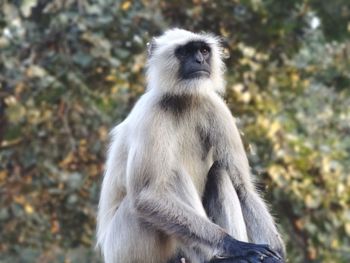 Indian youngmonkey seating on tree, asia monkey