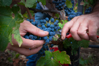 Midsection of man working with grapes in farm