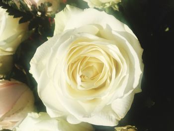 Close-up of white rose flower