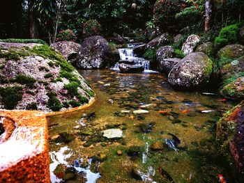 Plants and rocks in pond at forest