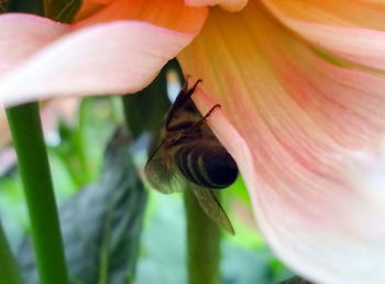 Close-up of butterfly on flower