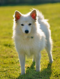 Portrait of white dog standing on field