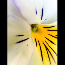 Full frame shot of yellow flower