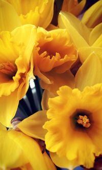 Close-up of yellow flowers blooming outdoors