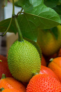 Close-up of orange fruit