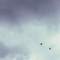 Low angle view of bird flying in sky