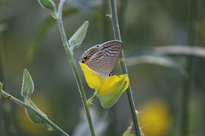 Close-up of butterfly pollinating on flower