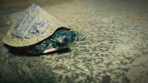 Close-up of a turtle in the sea