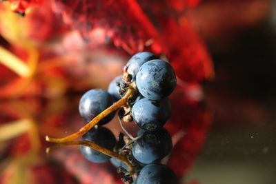 Close-up of berries on metal